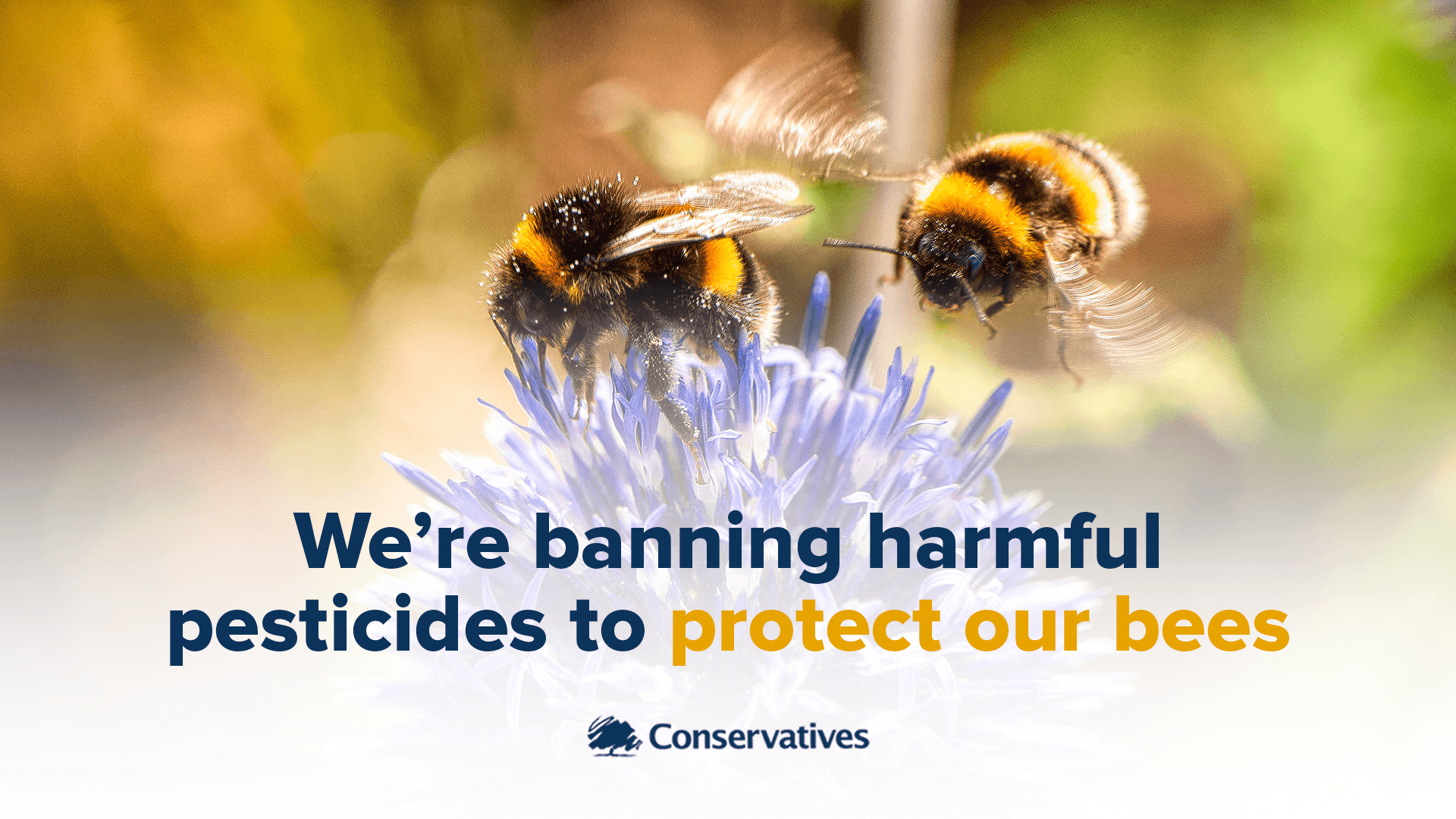 Banning harmful pesticides to protect our bees Tim