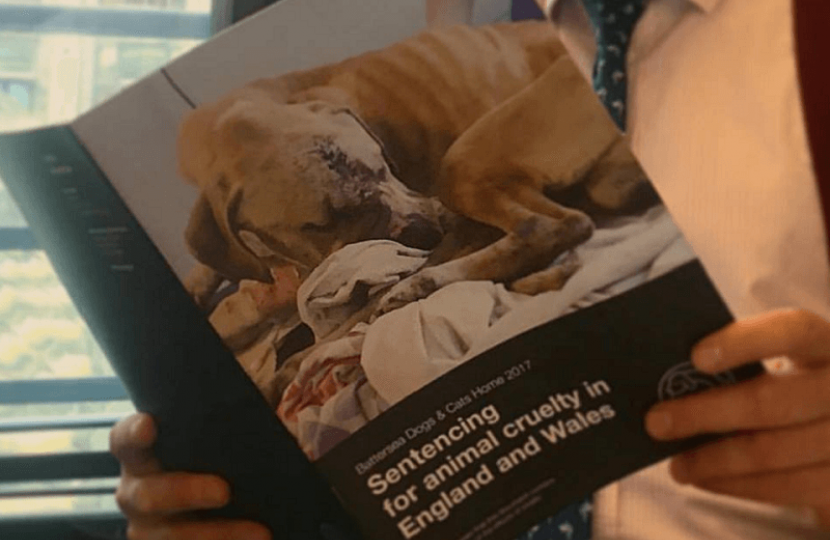 Battersea Dogs & Cats Home - Animal Cruelty