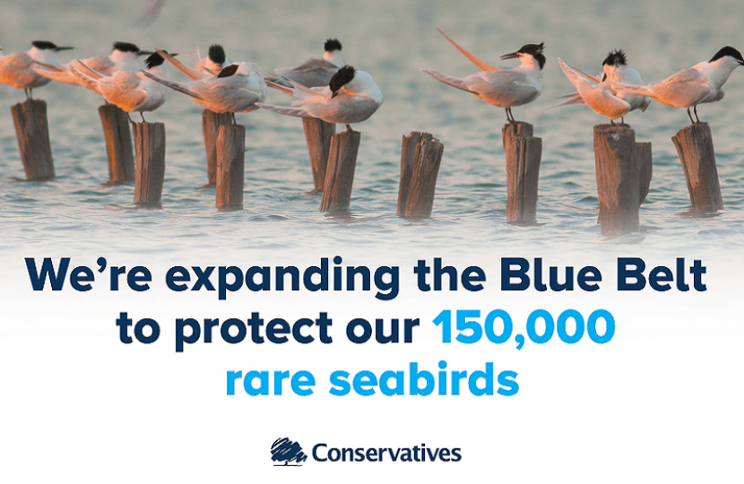Government announces new protection areas to safeguard rare seabirds