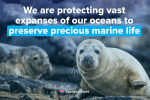 Preserving our precious marine life