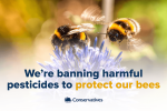 Banning harmful pesticides to protect our bees